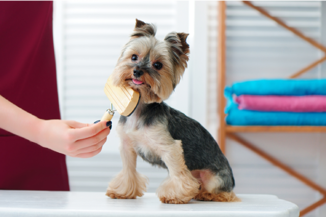 grooming-services
