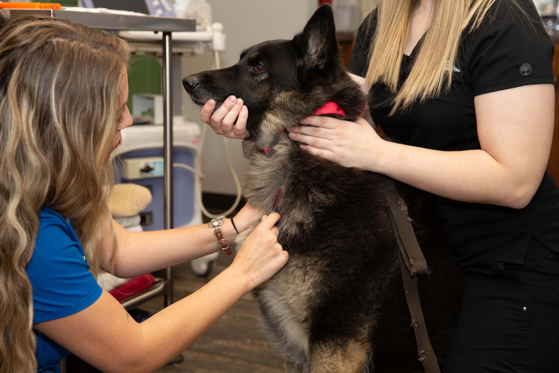 Pet Diagnostics In Seneca, SC 29678 Seneca Animal Hospital