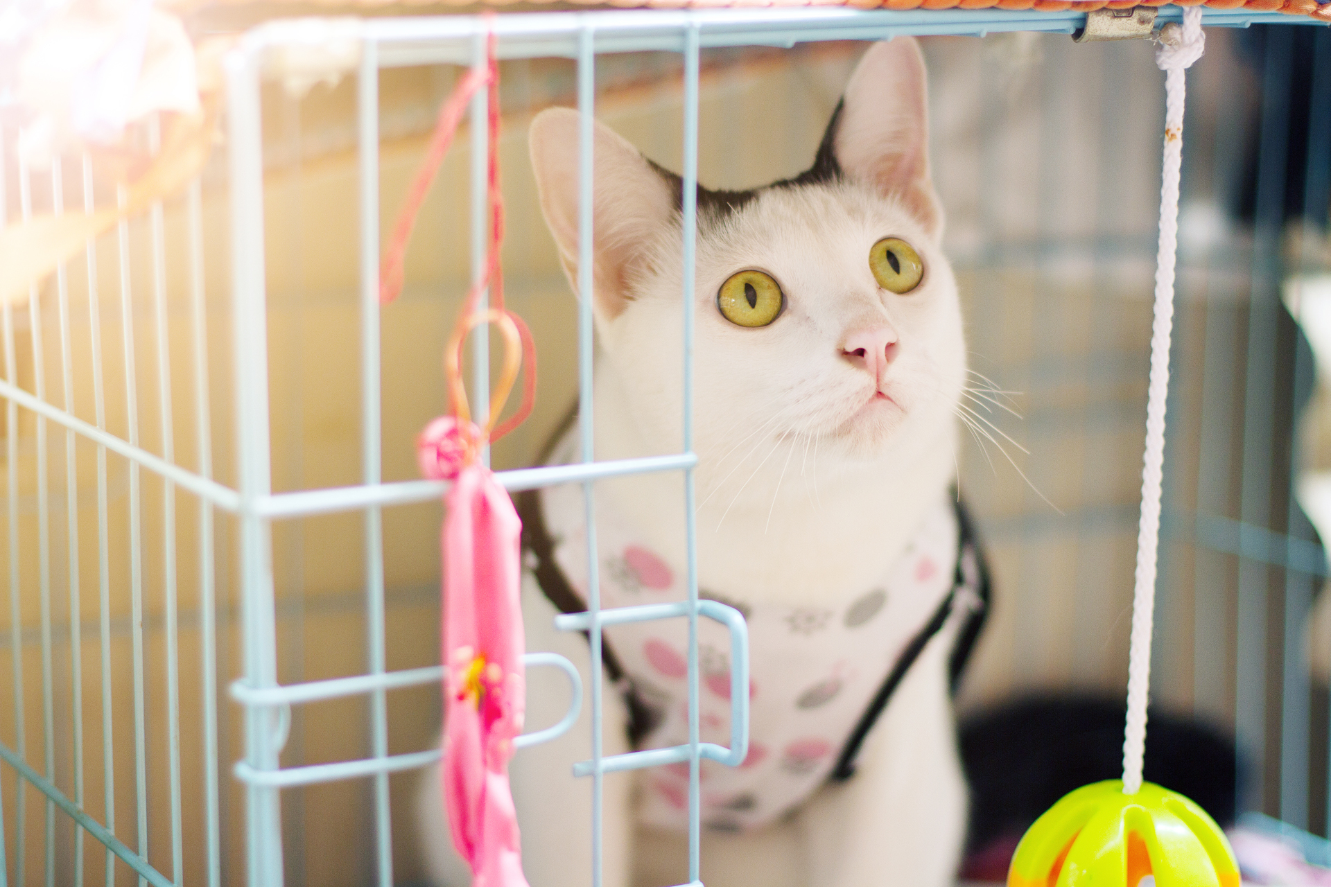 Feline Boarding In Seneca SC 29678 Seneca Animal Hospital