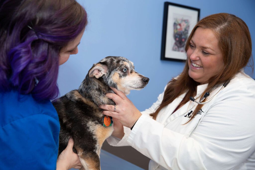 Pet Wellness & Preventative Care In Seneca, SC Seneca Animal Hospital