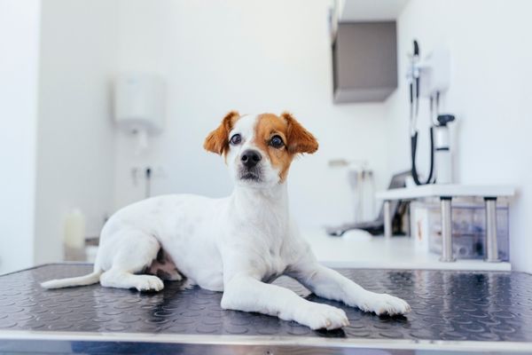 Seneca Animal Hospital - side images - pet emergency