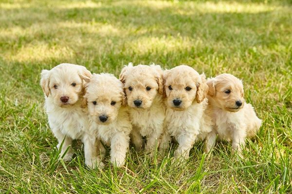 Seneca Animal Hospital - side images - puppies
