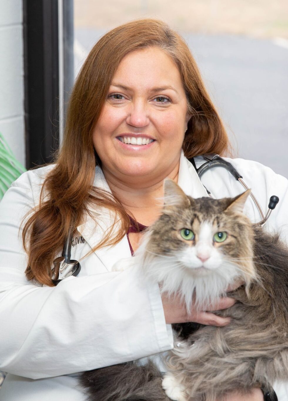 Veterinarian In Seneca, SC 29678 Seneca Animal Hospital