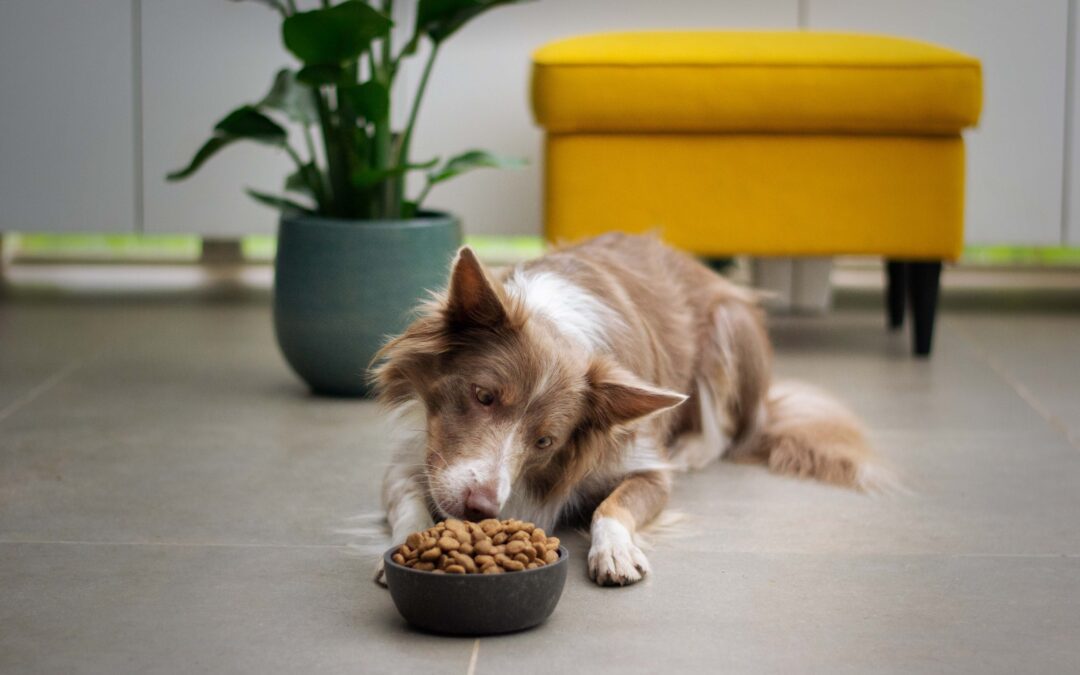Brown and white dog eating out of dog food bowl