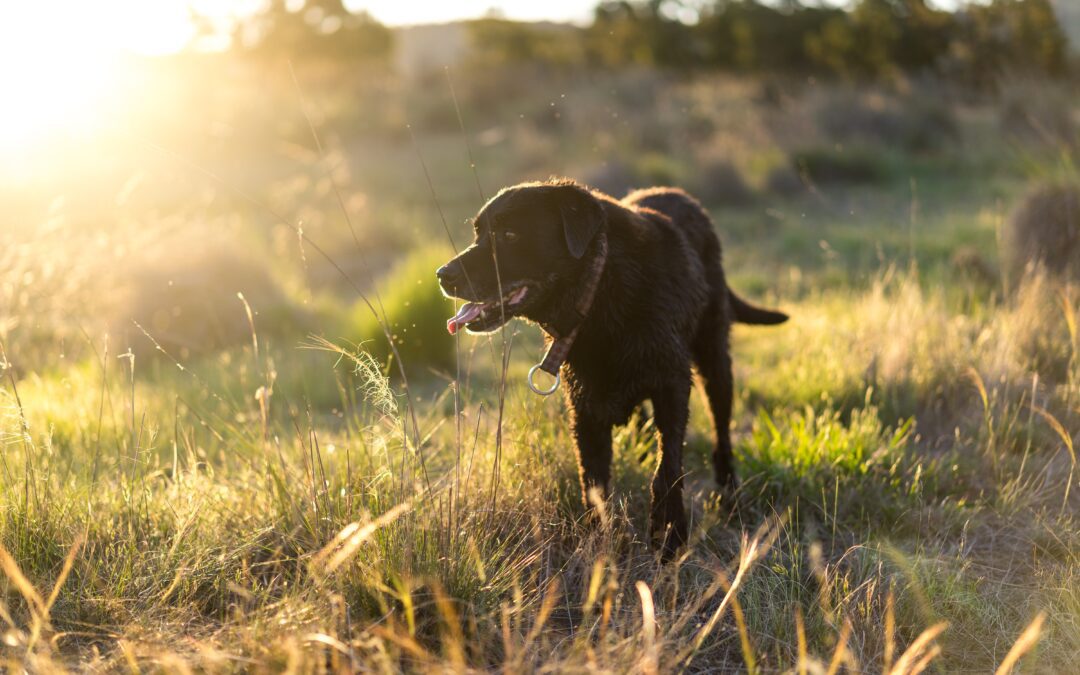 5 Ways to Protect Your Pet from Heatstroke