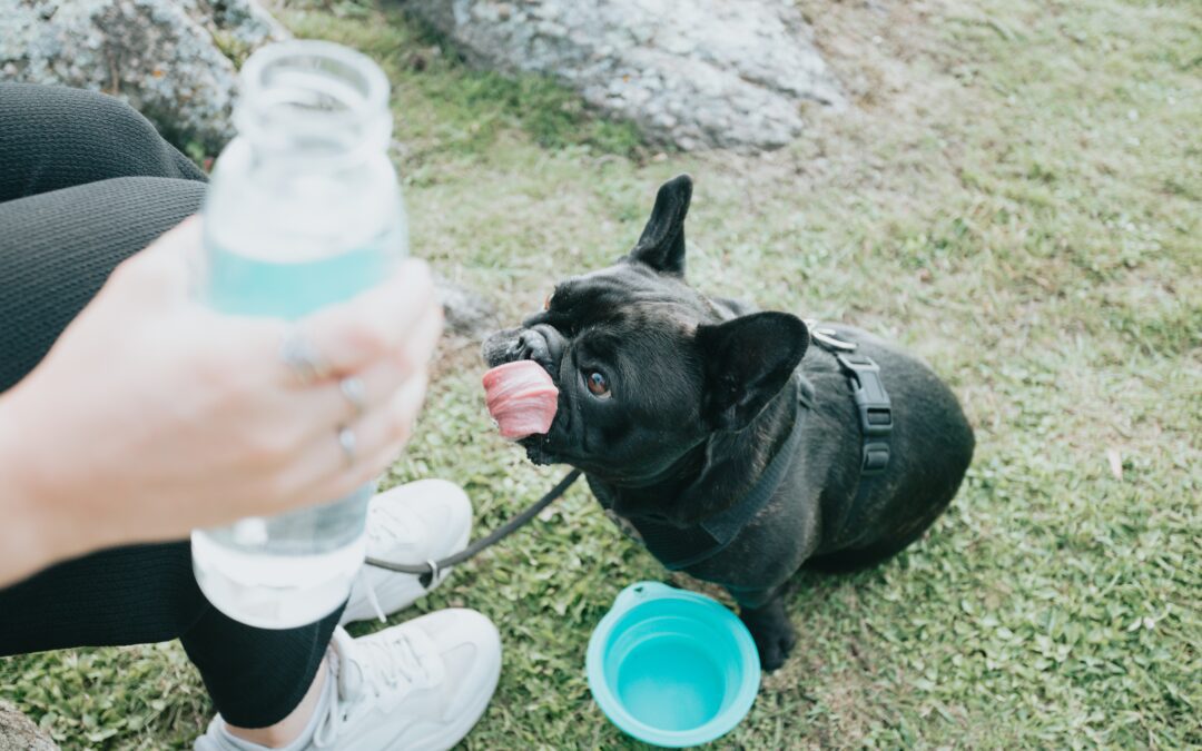 French bulldog and owner taking a rest from a walk and drinking water
