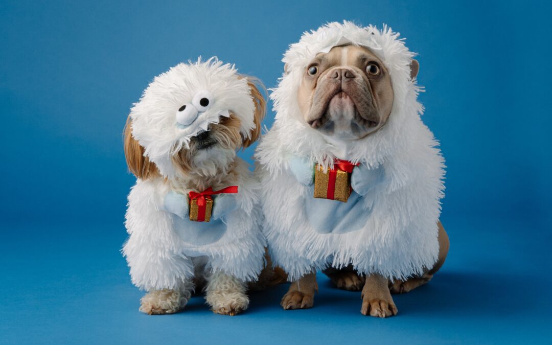 Two dogs in white fuzzy costumes ready for a picture
