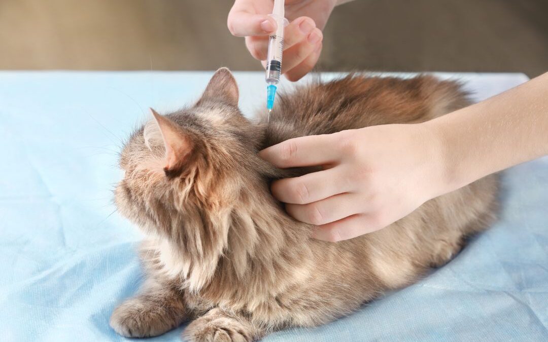 The Importance of Vaccine Boosters: Ensuring Full Immunization for Pets