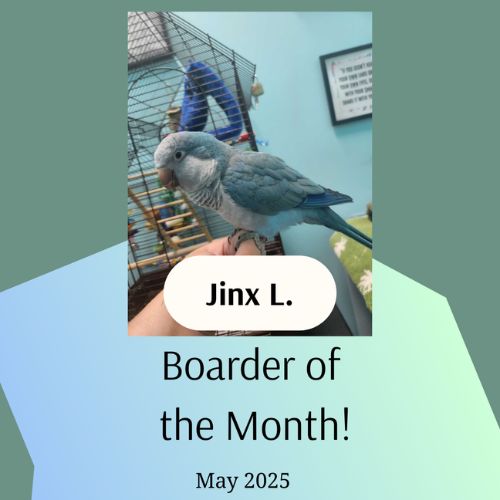 Jinx the bird.