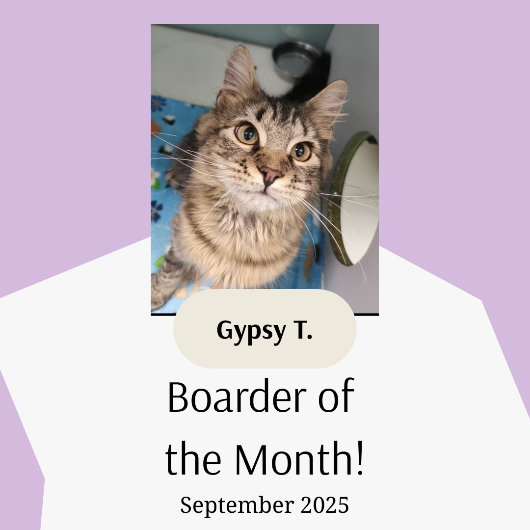 Gypsy T. - September Boarder of the Month 2025
