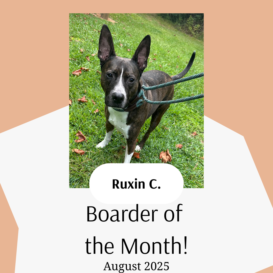 Ruxin - August Boarder of the Month 2025