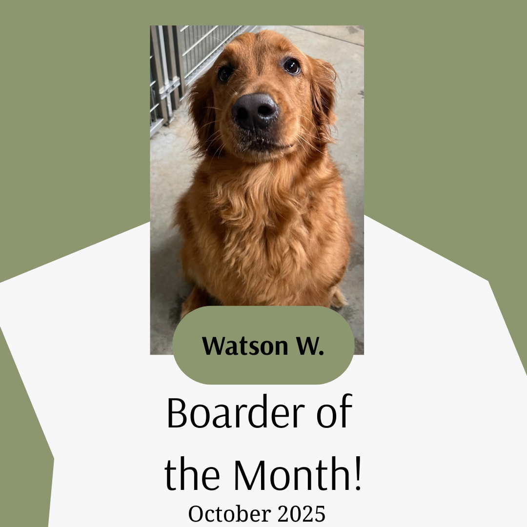 Watson W. - October Boarder of the Month 2025