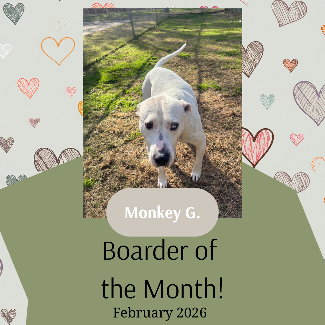 February boarder of the month, Monkey